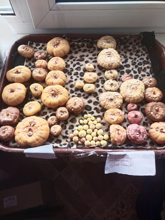 Продам гладиолусы