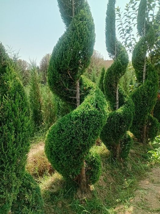 Archa ko'chat va daraxtlat