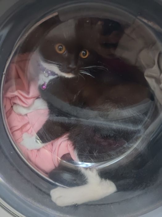 ПОТЕРЯЛАСЬ кошка ! Кличка Фанни