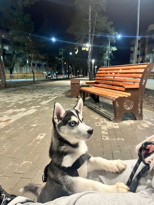 Щенок ХАСКИ [Голубоглазый]