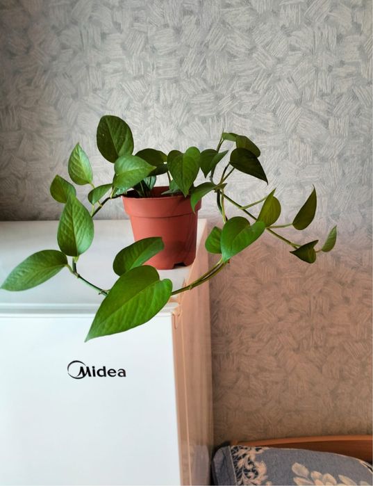 Сциндаптус 2000 тенге