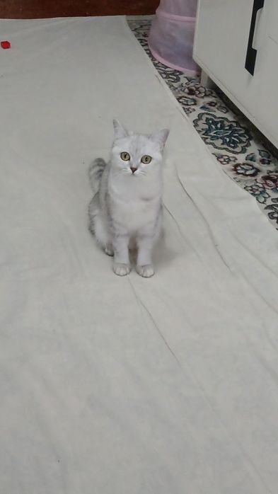 Шиншилла девочка