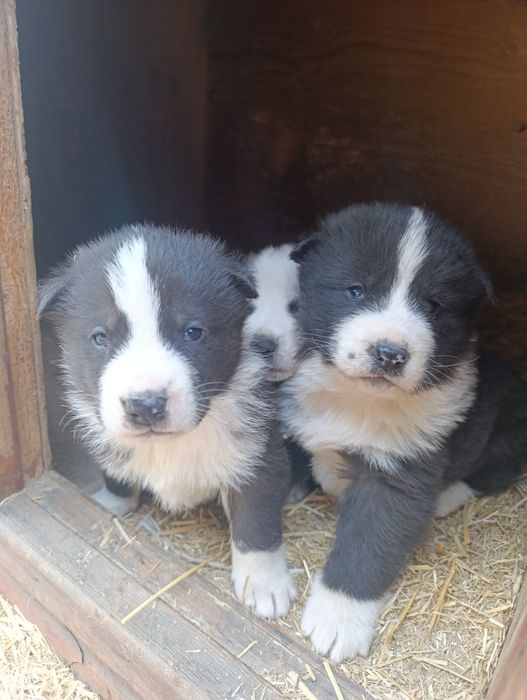 Щенята акиты отдам бесплатно