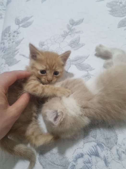 Отдам домашних котят