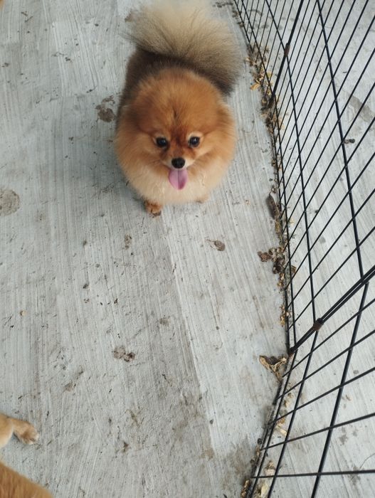 Померан уникално момче