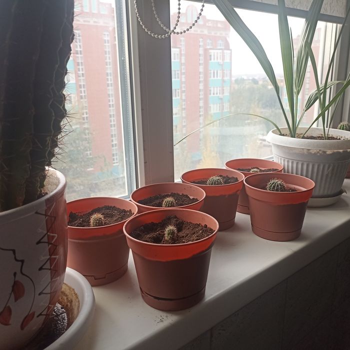 Продам кактусы домашние, маленькие, ещё растут