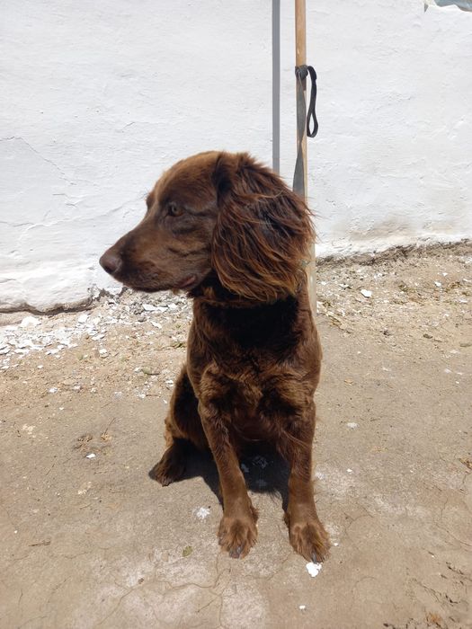 Продам собака охотник