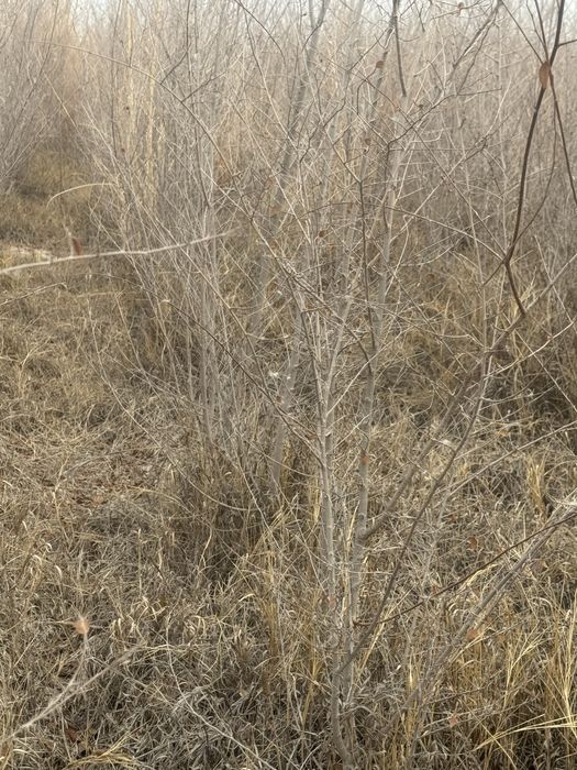 Gujum kuchati  2yillik