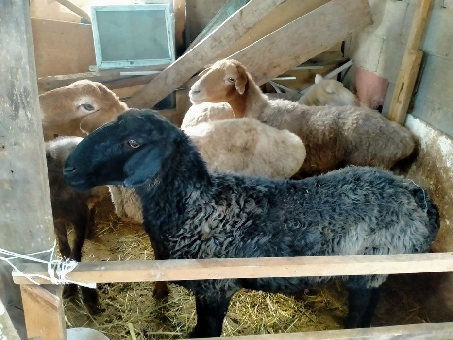 Семіз Қара көк сек сатылады