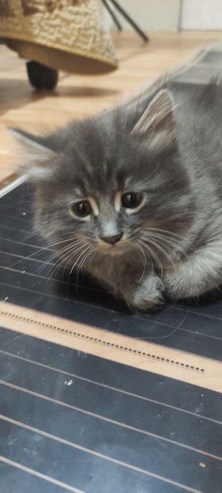 Милые котята в добрые руки