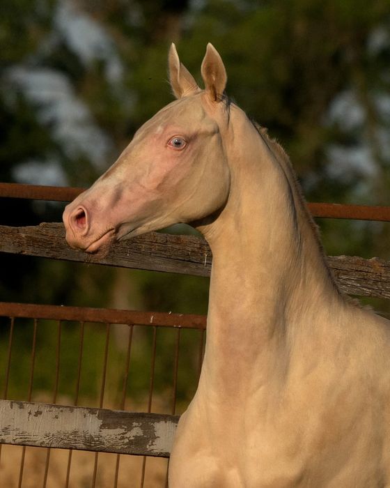 Жеребец Ахалтекинской породы