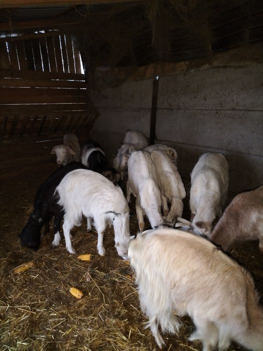 Vând capre gestante