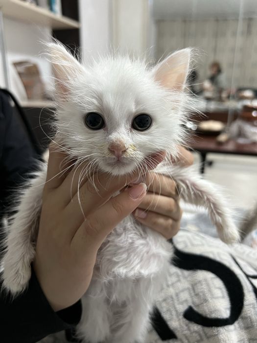 Продам пожирателя еды