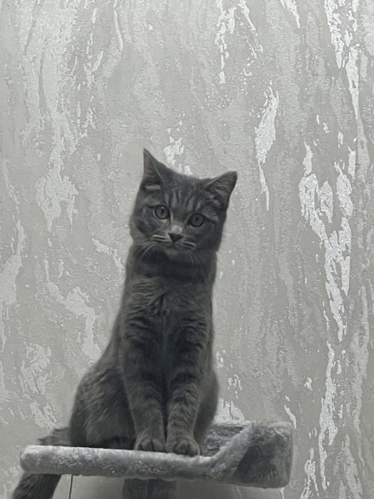 Кошка очень красивая
