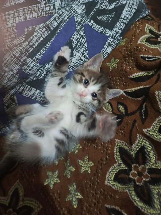 Отдам котят в добрые руки!