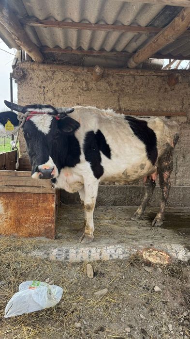 Бұзаулы сиыр сатылады тез арада!!!