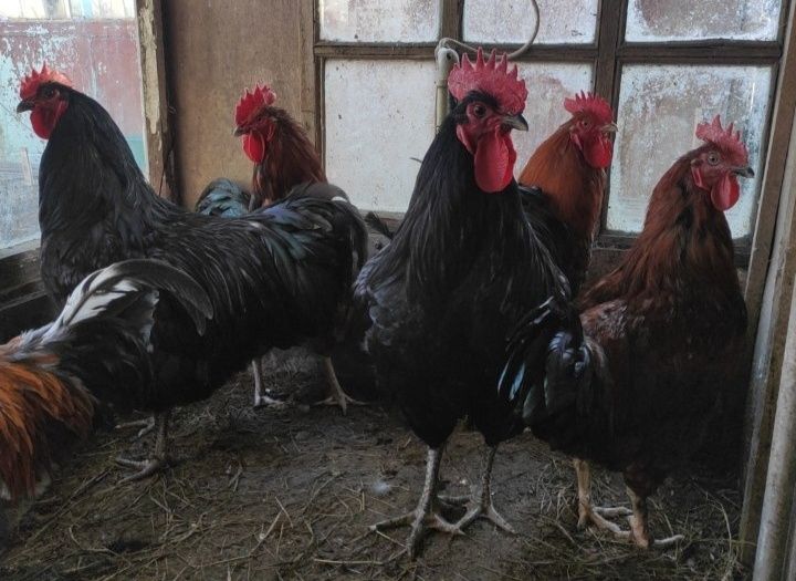 Продам петухов чистопородных