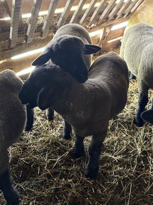 Berbecuti Suffolk de vânzare ! Provin din parinti cu pedigree !