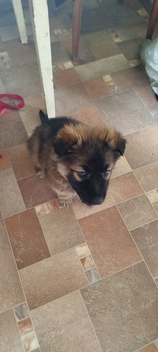 Щенка в добрые руки