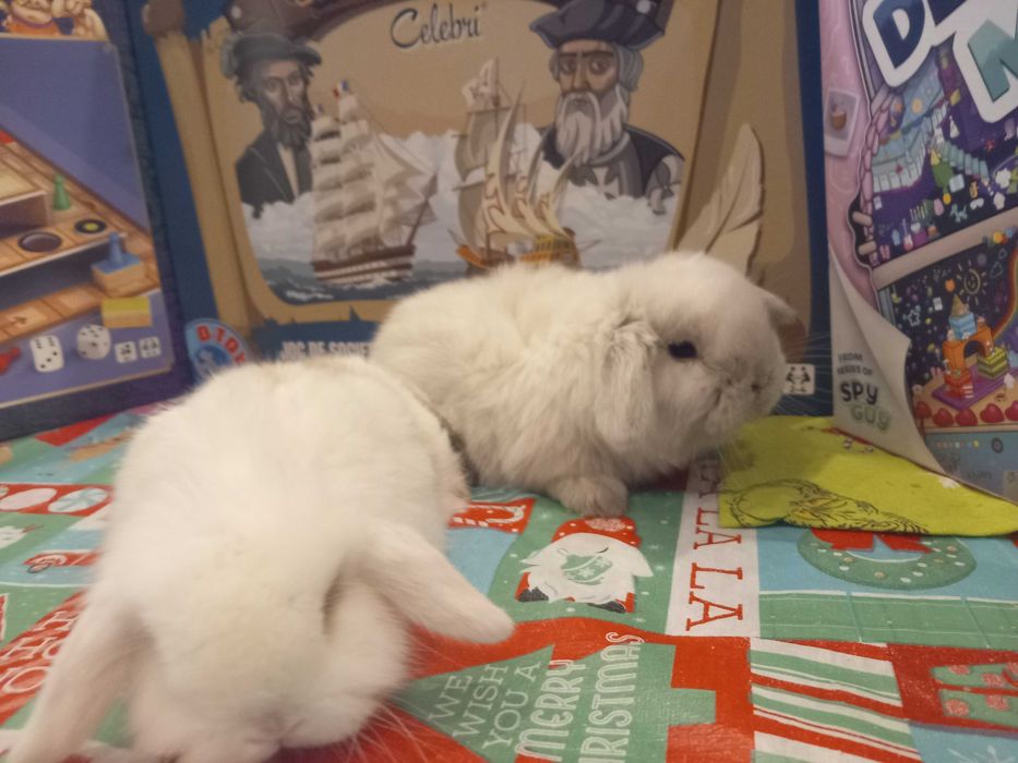 Iepure pitic de companie Iepuri Berbec pitic holland lop