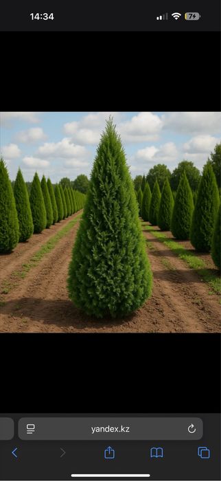 Продам Туи. Отличный вариант для озеленения участка.