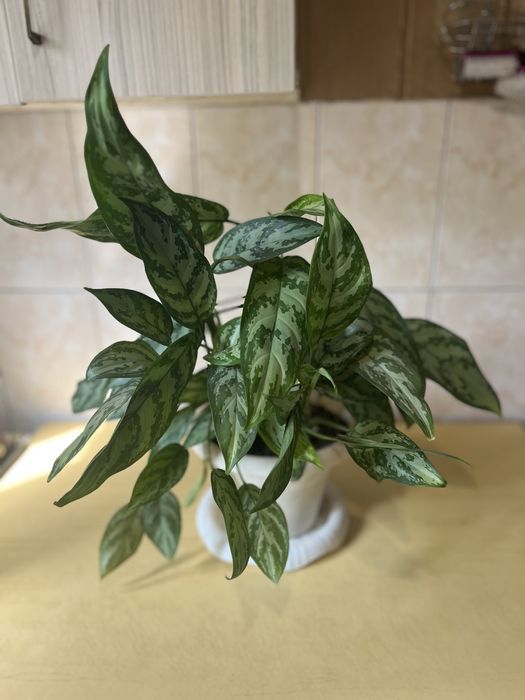 Цветы комнатные разные