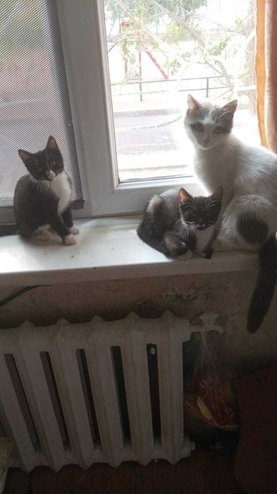 Отдам котят в добрые руки