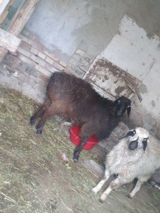 Куй сотилади йахши бокилган