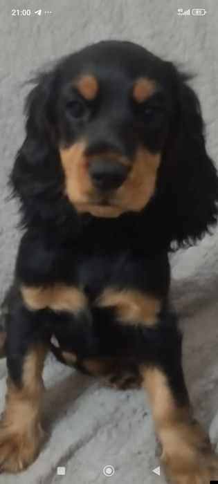 спаниэль девочка 3 месяца