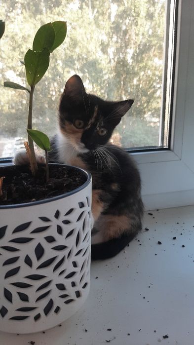 Котята , мальчик и девочка