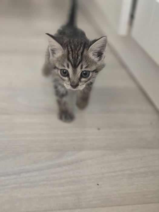 Отдам срочно котёнка в добрые руки