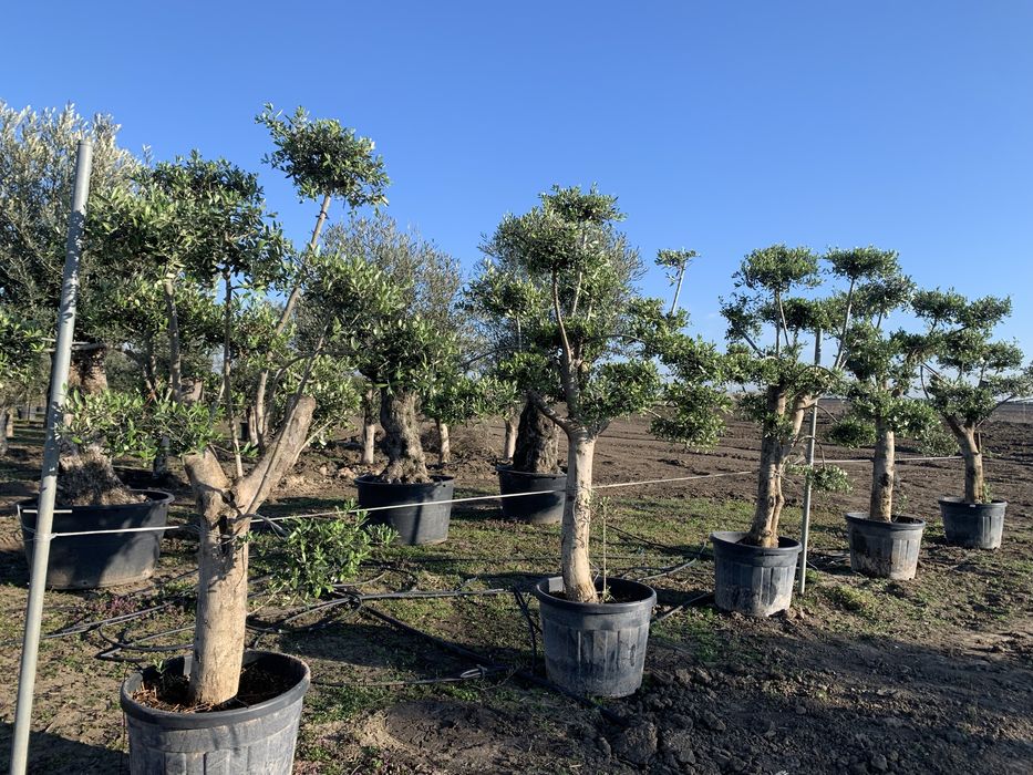 Măslini Pom-Pon maturi de vânzare,înălțime 220-250 cm