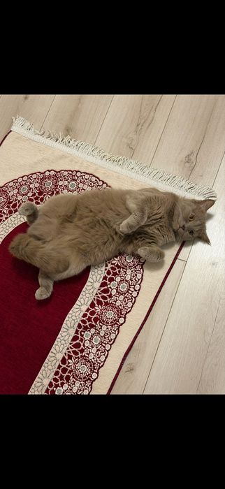 Кошка в добрые руки