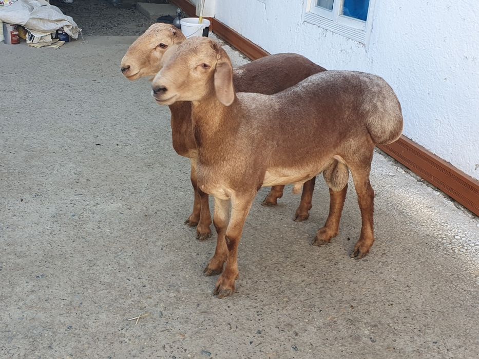 2ta Arashan zotli qo'chqor barralar sotiladi Shofirkonda