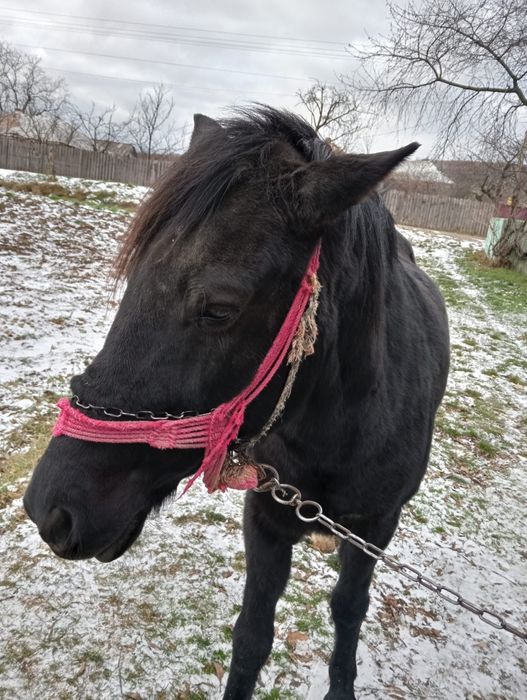 Vând iapa  cu tot cu căruța