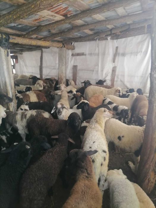 Vaind mei paste pentru sacrificate in viu