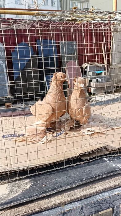 Голуби жёлтые чубатые