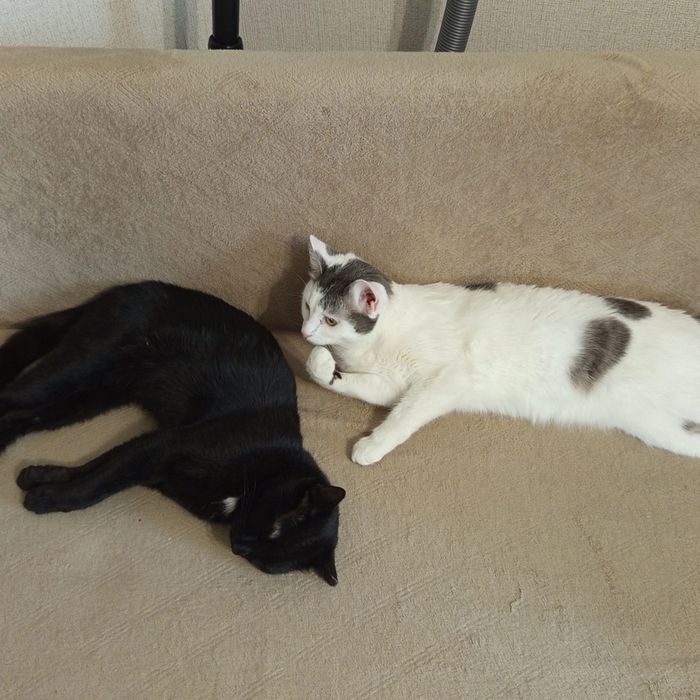 Котик Черныш  мальчик