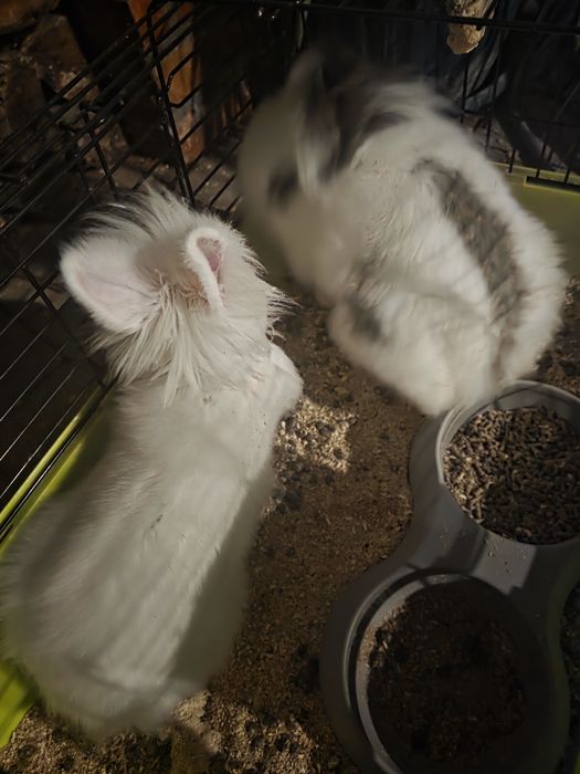 Vând 2 iepuri cap de leu pitic masculi în vârstă de 4 luni
