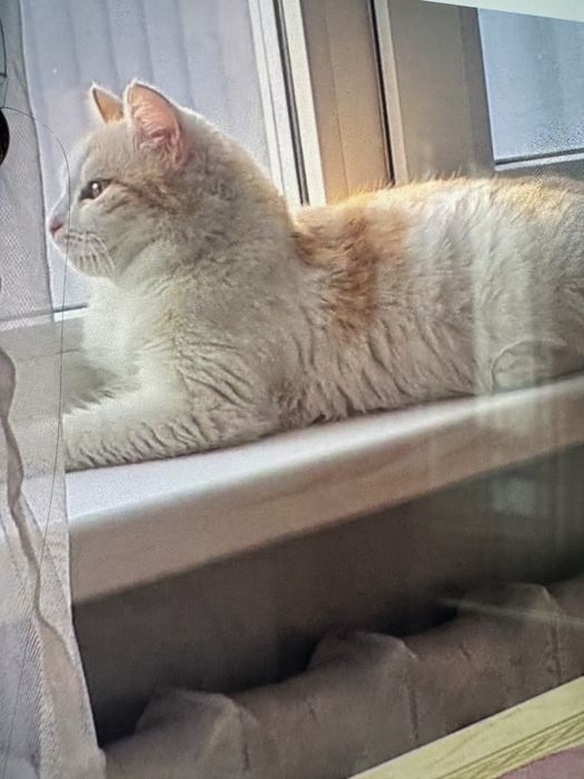 умная кошечка в добрые руки