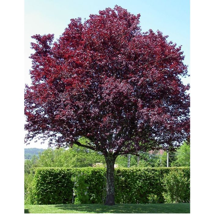 Слива писсарди оптом