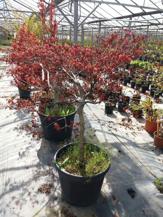 Vindem din pepiniera acer palmatum (Arțar japonez)