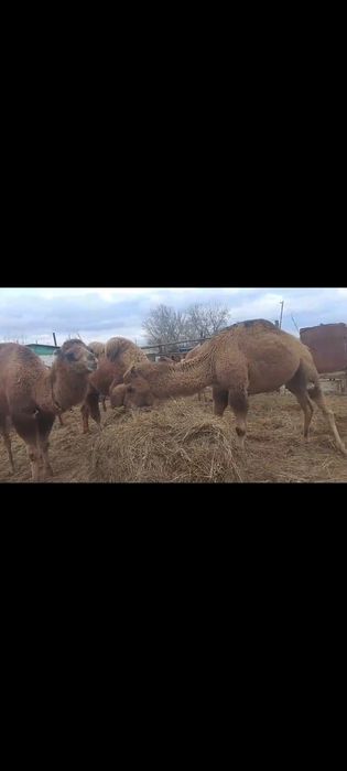 Сауын. 15 бас түйе сатылады