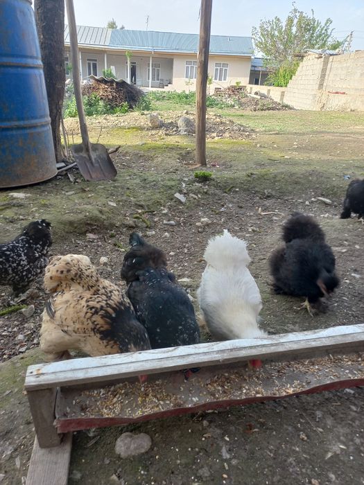 Yaron tuxumi sotiladi