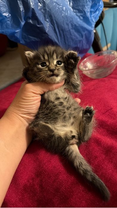 Котята малыши ,чистенькие