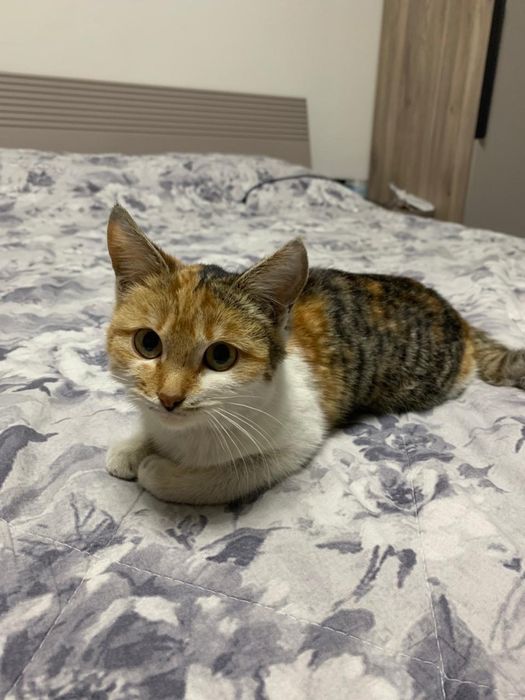 Отдам в добрые руки молодую кошку