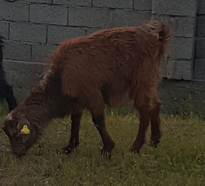 3 бас ешкі сатылады