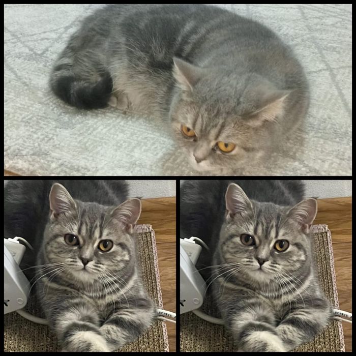 Девочка кошечка в добрые руки