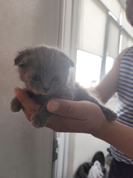 Котята мелкие недавно родились