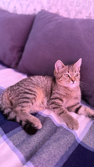 Котенок в добрые руки